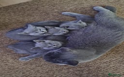 British Shorthair cats for sale: British Shorthair Kittens  - Image 1