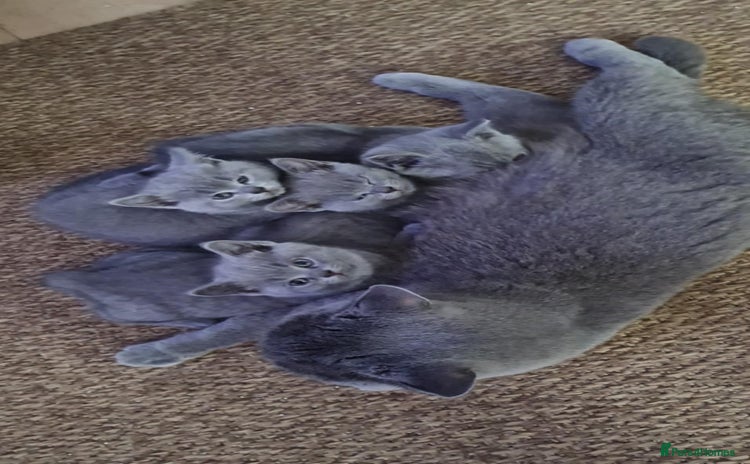 British Shorthair cats - Advert 8