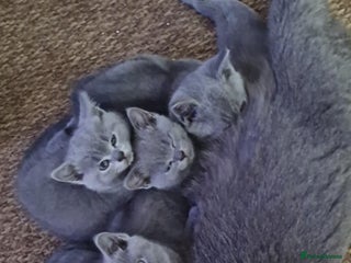 British Shorthair cats British Shorthair Kittens - Advert 18