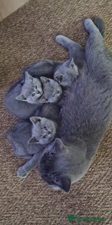 British Shorthair cats - Advert 8