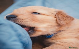 Golden Retriever dogs for sale: Golden Retriever Puppies KC Dad  - Image 15