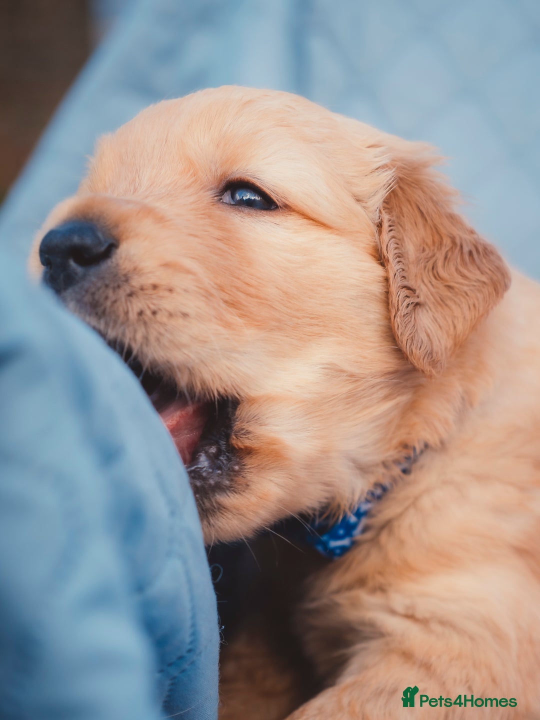 Golden Retriever dogs for sale: Golden Retriever Puppies KC Dad  - Image 15