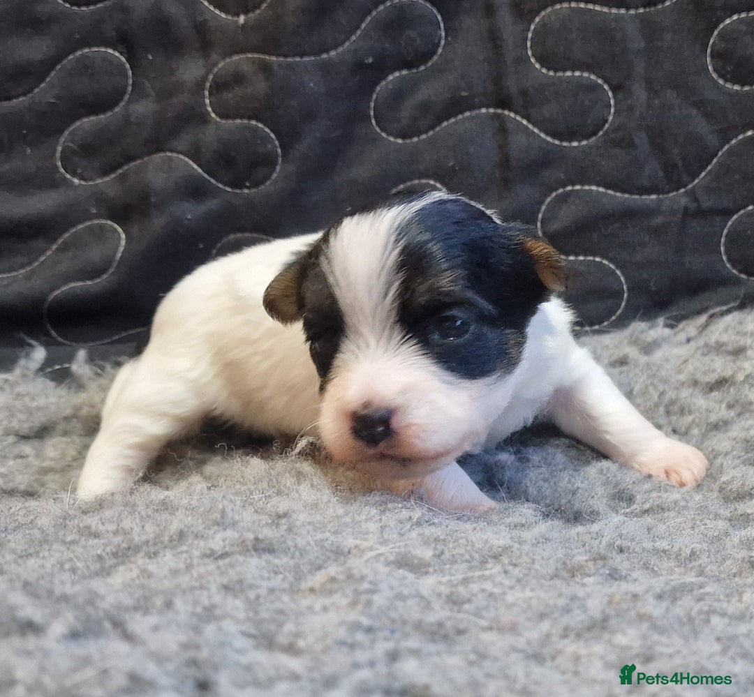 Jack Russell dogs for sale: kC Reg Jack Russell Pups, DNA Health Tested - Image 28