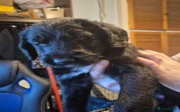 Mixed Breed dogs for sale: Stunning Litter of Labradoodle x Pyrenees - Advert 18