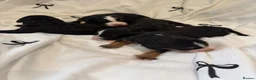 Bernedoodle dogs for sale: Beautiful Tri colour bernedoodle puppies  - Advert 18