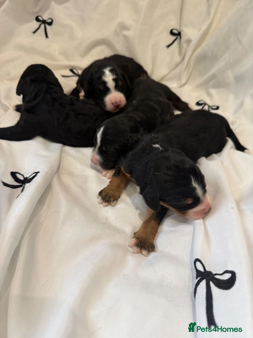 Bernedoodle dogs for sale: Beautiful Tri colour bernedoodle puppies  - Advert 18