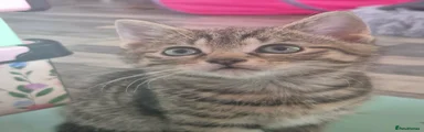 Domestic Shorthair 2
