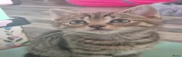 Domestic Shorthair cats for sale: Mackerel Tabby kittens (ready now) - Advert 5