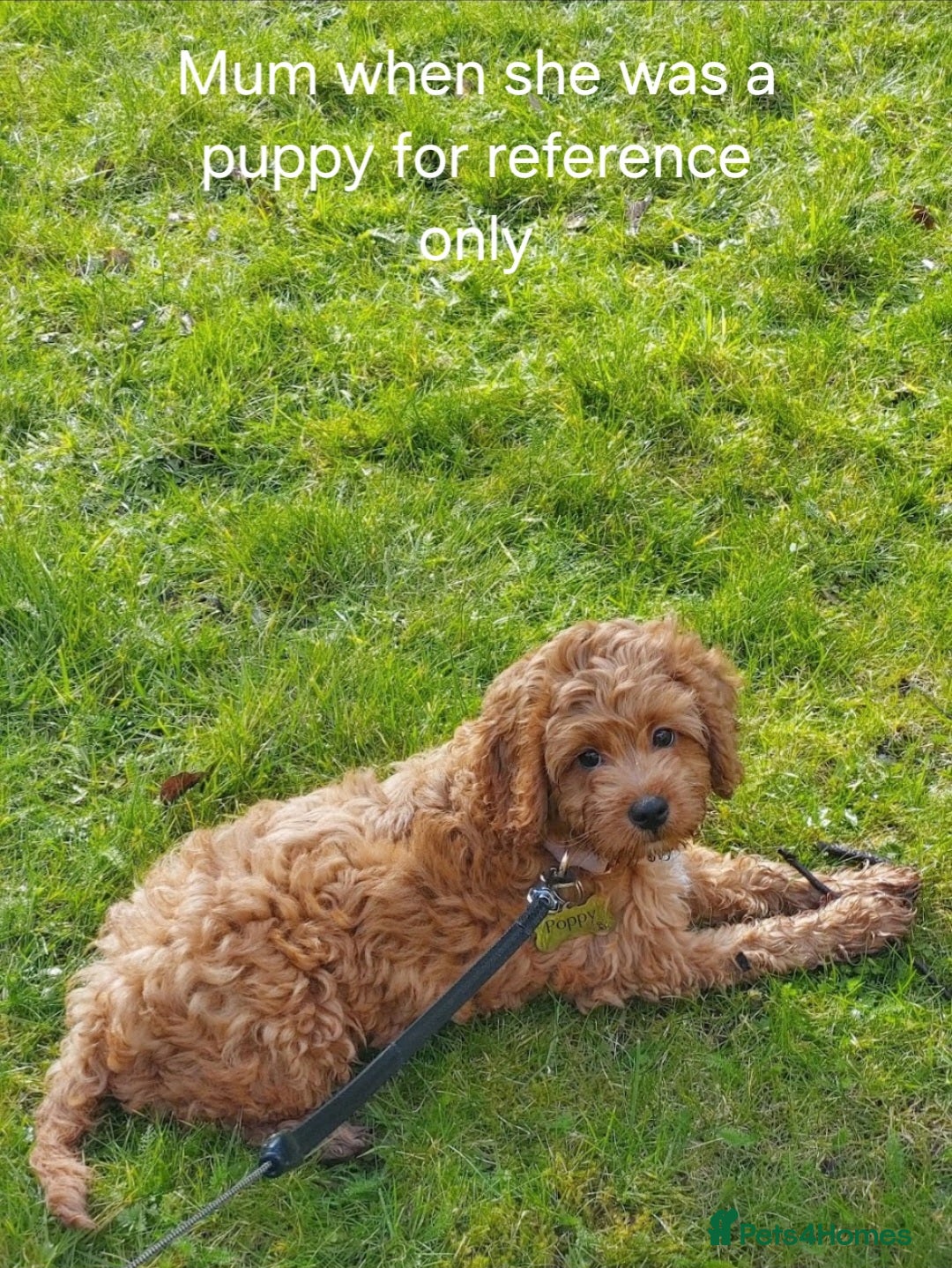 Cockapoo dogs for sale: Gorgeous Red Cockapoo Girl Puppy For Sale  - Image 10