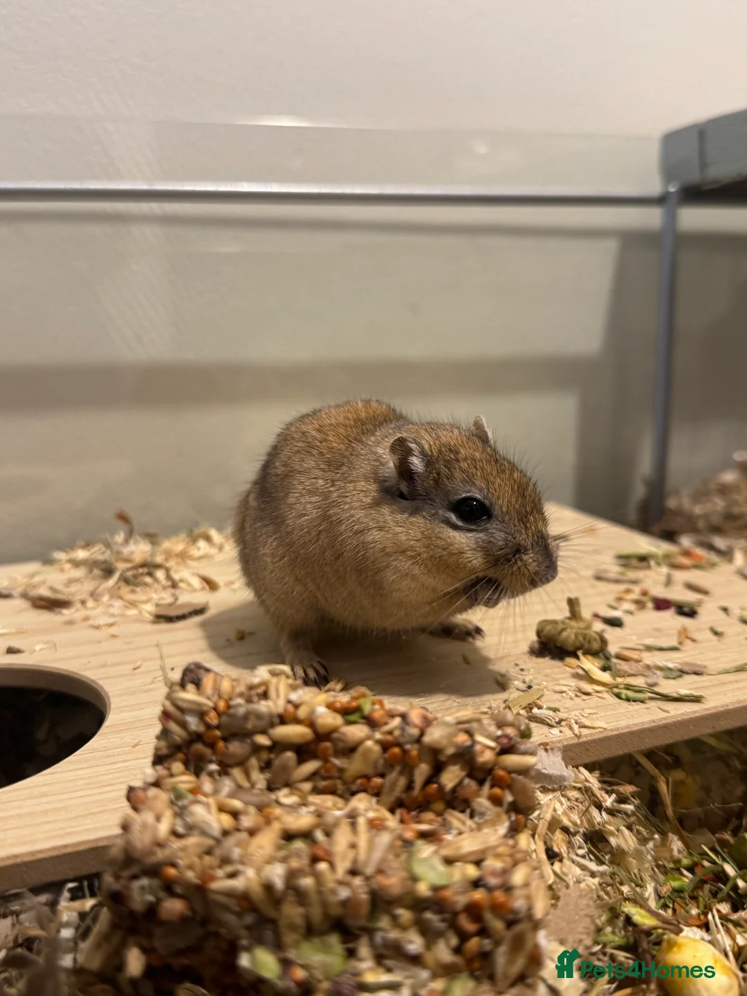 Gerbil rodents for sale: Two bonded 5 month old female gerbils  - Advert 5