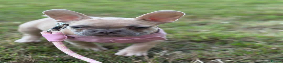 French Bulldog Puppy 4