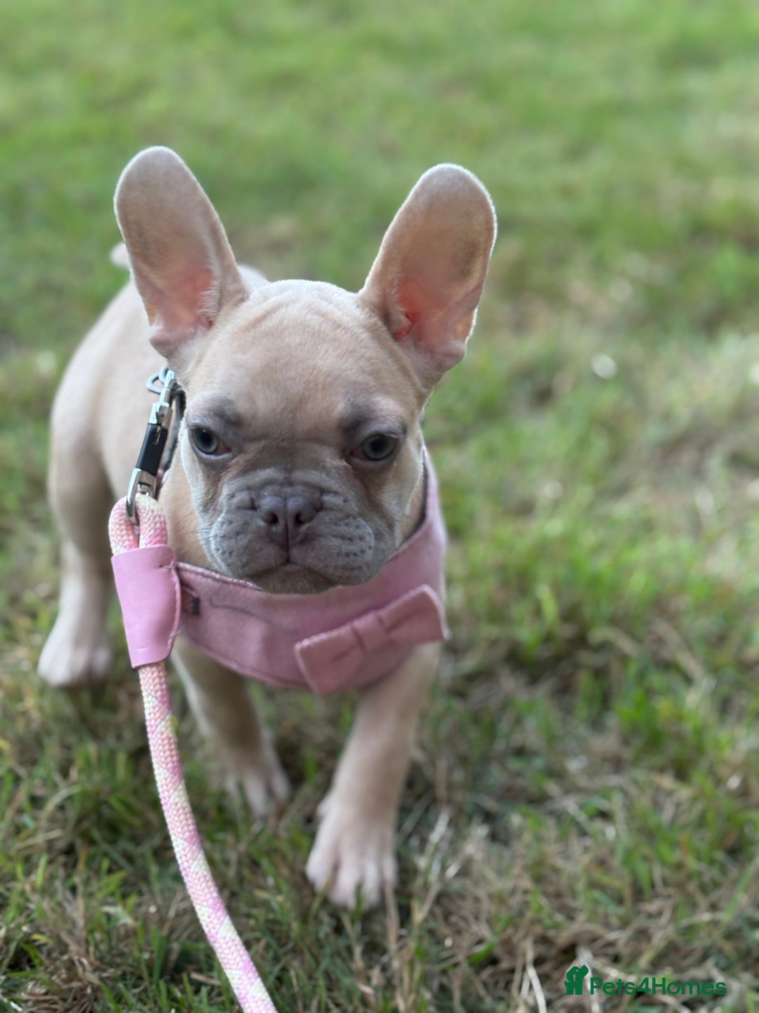 French Bulldog dogs for sale: Price reduced!Kc French bulldog last puppy - Image 23