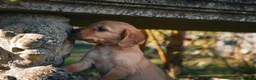 Cockerdor dogs for sale: Beautiful Red & Golden Cockerdor Puppys in Sleaford - Advert 3