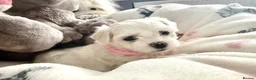 Maltese dogs for sale: GORGEOUS KOREAN MALTESE PUPPIES - Advert 8