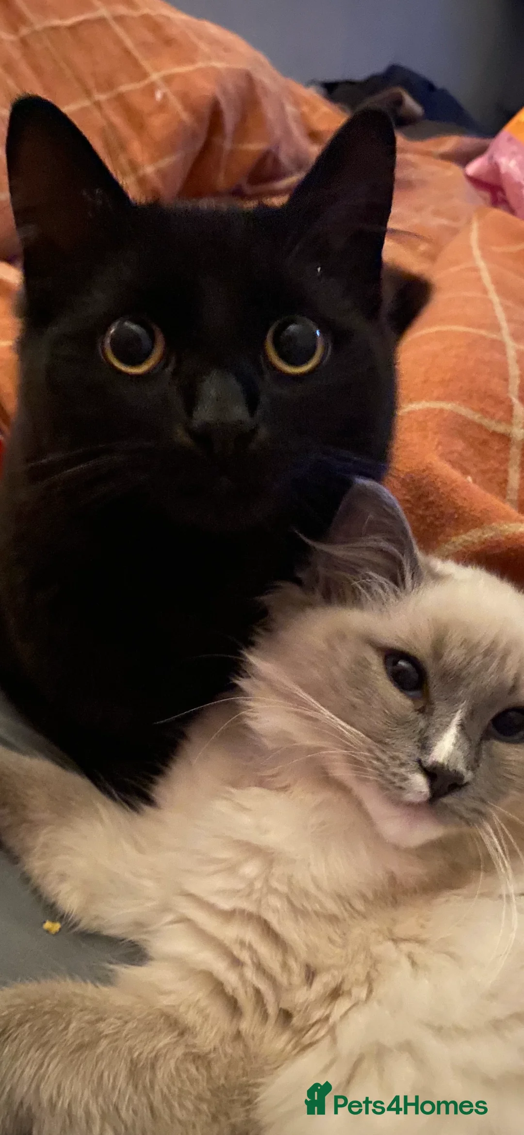 RagaMuffin cats for sale: Black Fluffy Male - Advert 2