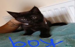 Mixed Breed cats for sale: 7 very fluffy kittens wisbech!!🐈‍⬛️🐈‍⬛️😻 - Image 18