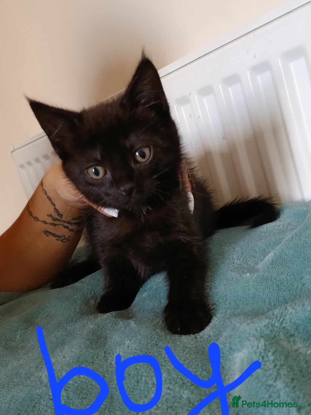 Mixed Breed cats for sale: 7 very fluffy kittens wisbech!!🐈‍⬛️🐈‍⬛️😻 - Image 18