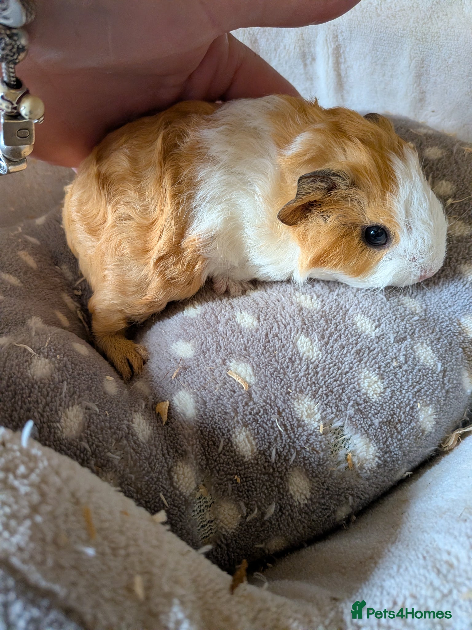Guinea Pig rodents 2 little baby boy Guinea pigs - Advert 2