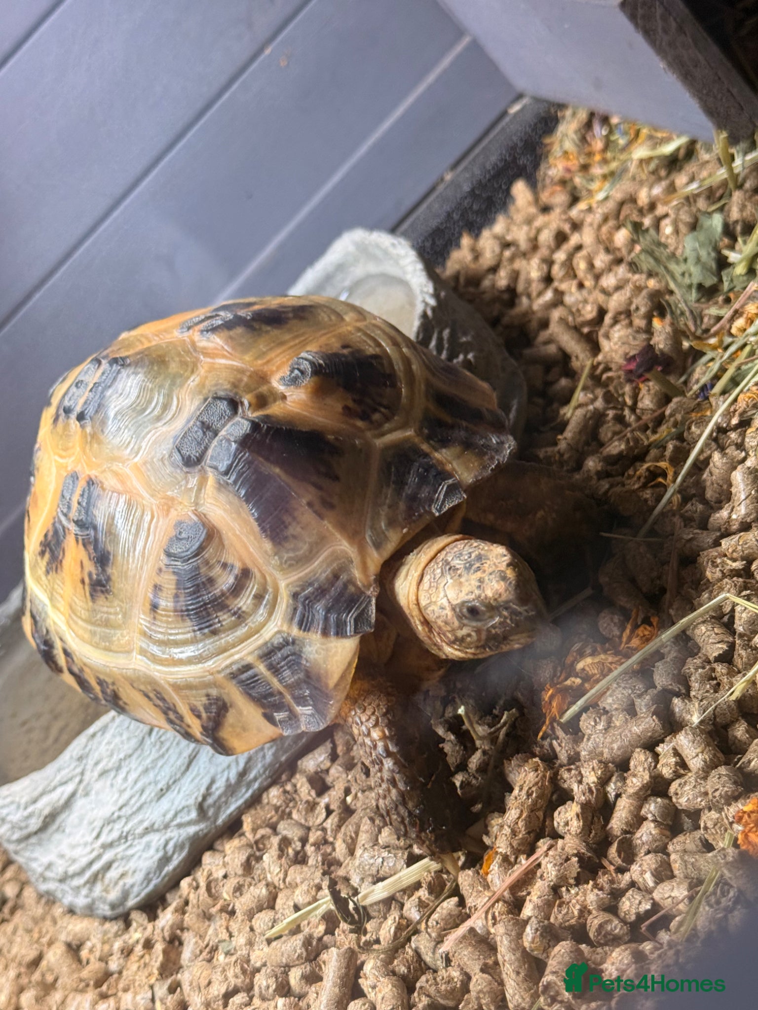 Tortoise reptiles Horsefield tortoise - Advert 5