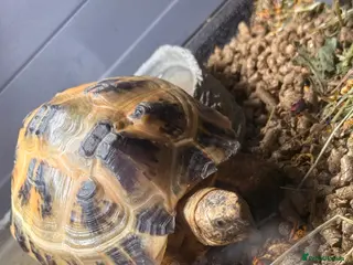 Tortoise reptiles Horsefield tortoise - Advert 1