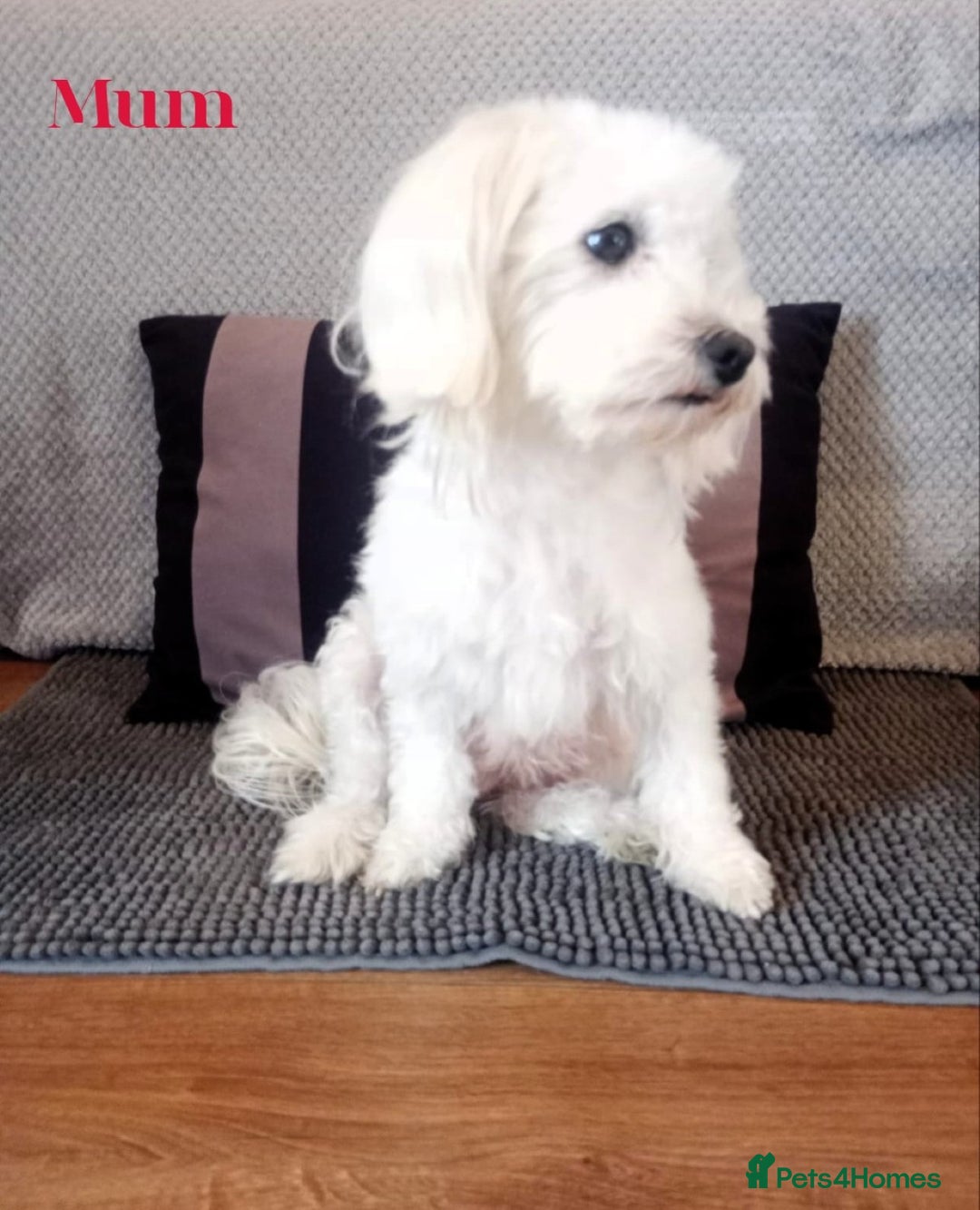 Maltese dogs for sale:  Adorable Maltese Puppies - Image 5