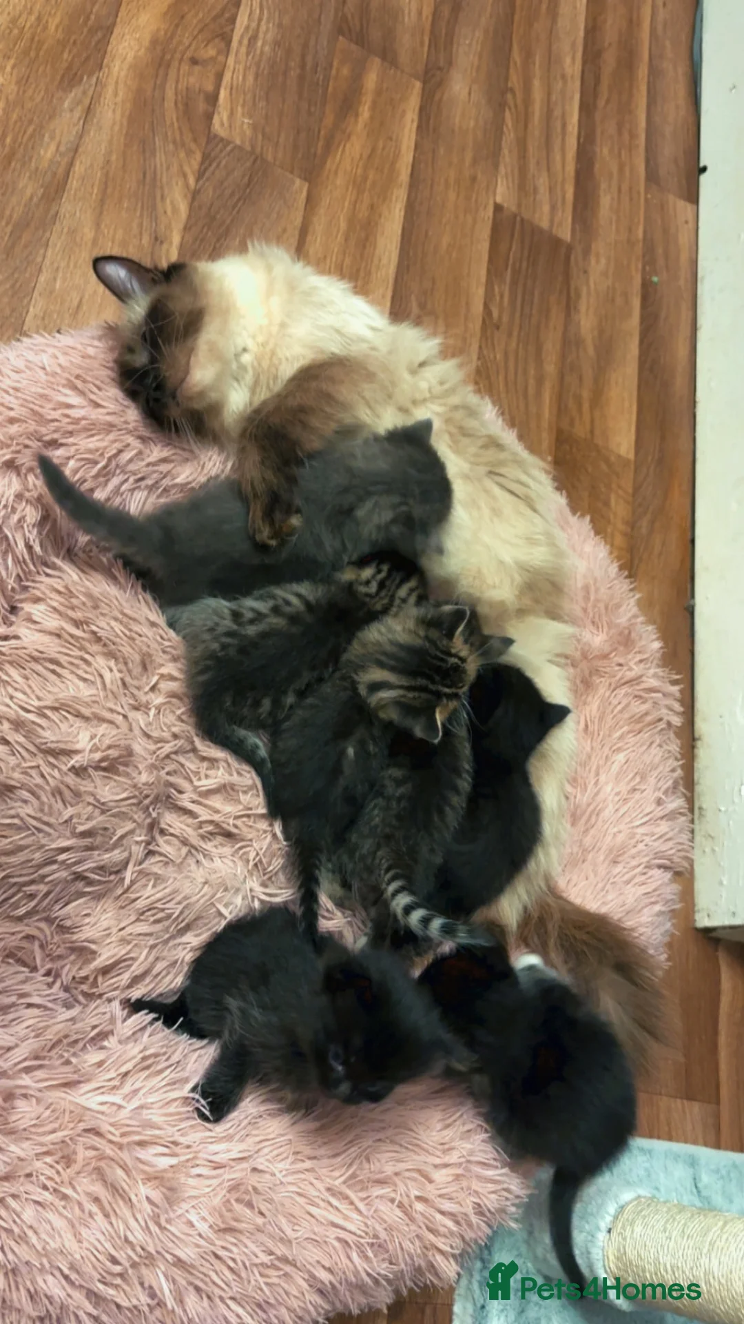 Ragdoll cats for sale: Half ragdoll kittens in Dundee - Advert 18