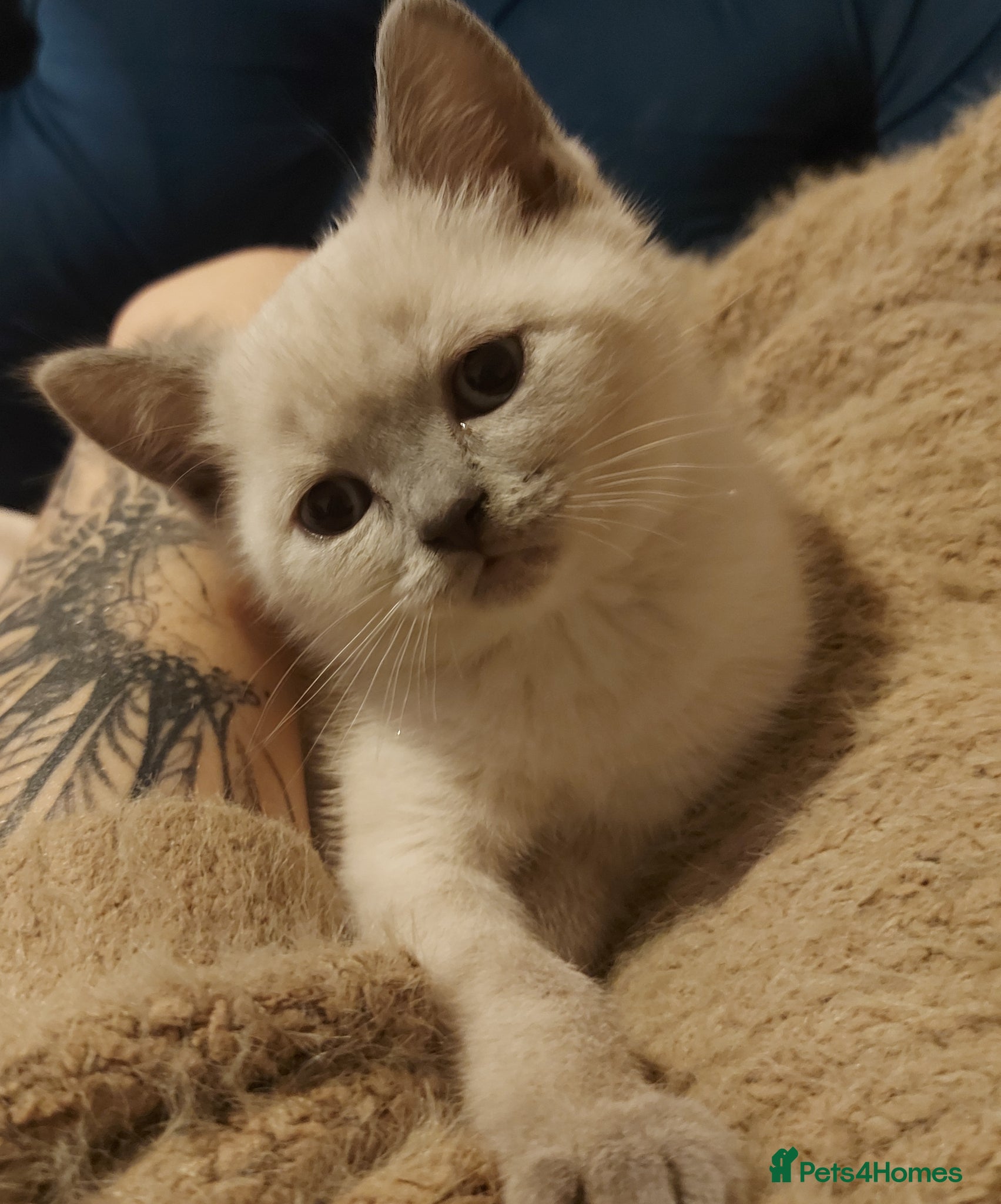 Scottish Fold cats 1 girl left scotish fold-british shorthair  - Advert 3