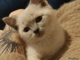 Scottish Fold cats 1 girl left scotish fold-british shorthair - Advert 3