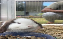 Mini Lop rabbits for sale: Bunny looked for forever home - Image 2
