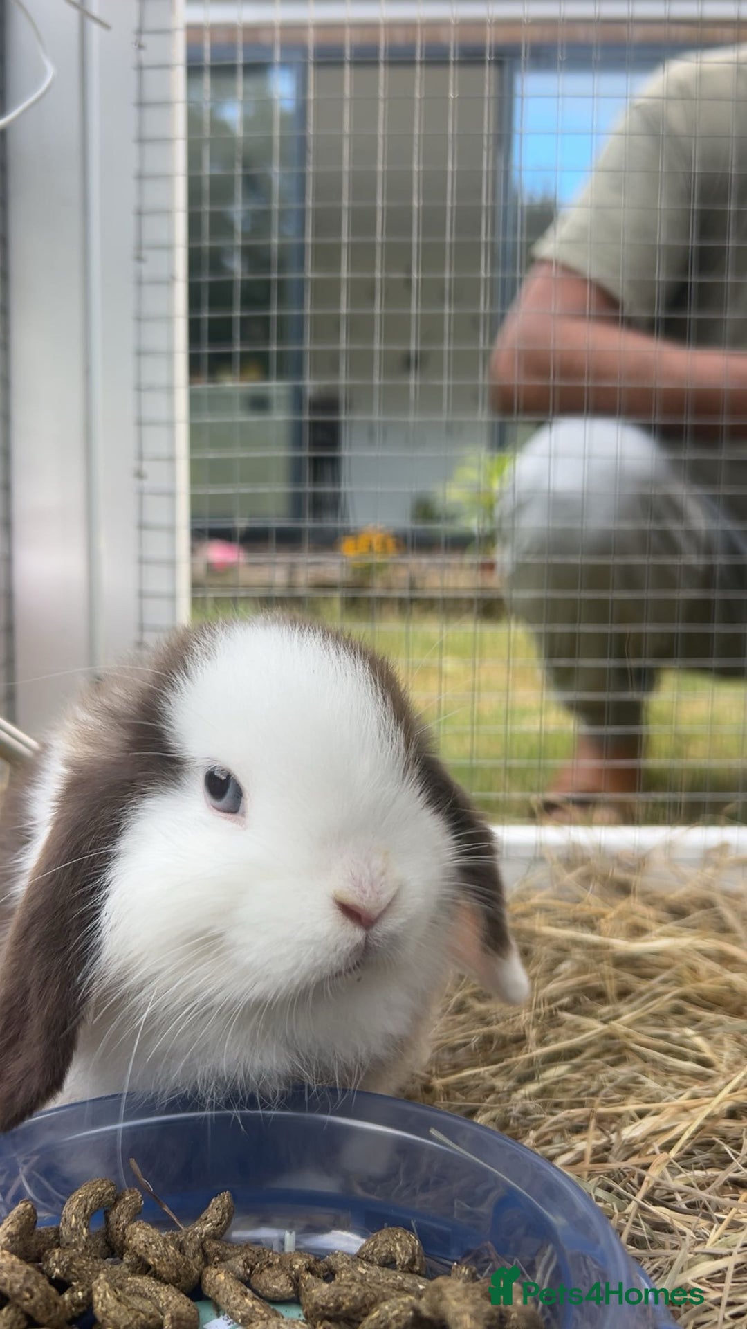 Mini Lop rabbits for sale: Bunny looked for forever home - Image 2