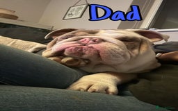French Bulldog dogs for sale: Family Raised EA Pink English cross French Bulldog - Image 14