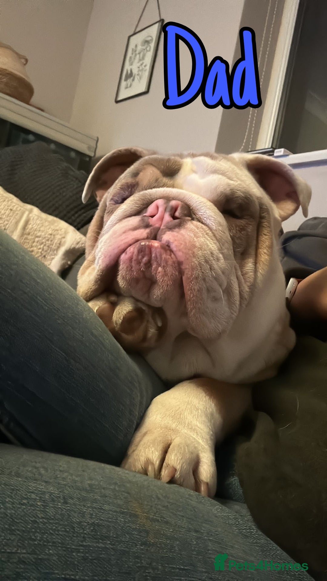 French Bulldog dogs for sale: Family Raised EA Pink English cross French Bulldog - Image 14