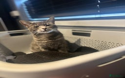 Domestic Shorthair cats for sale: Maya  - Image 2