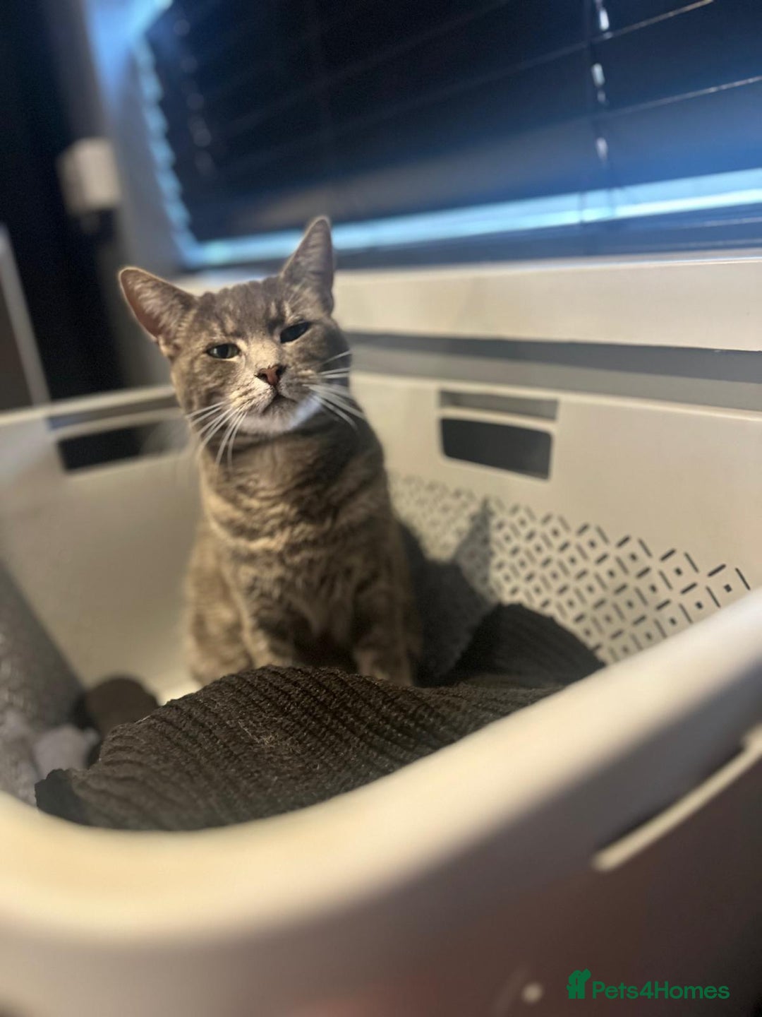 Domestic Shorthair cats for sale: Maya  - Image 2