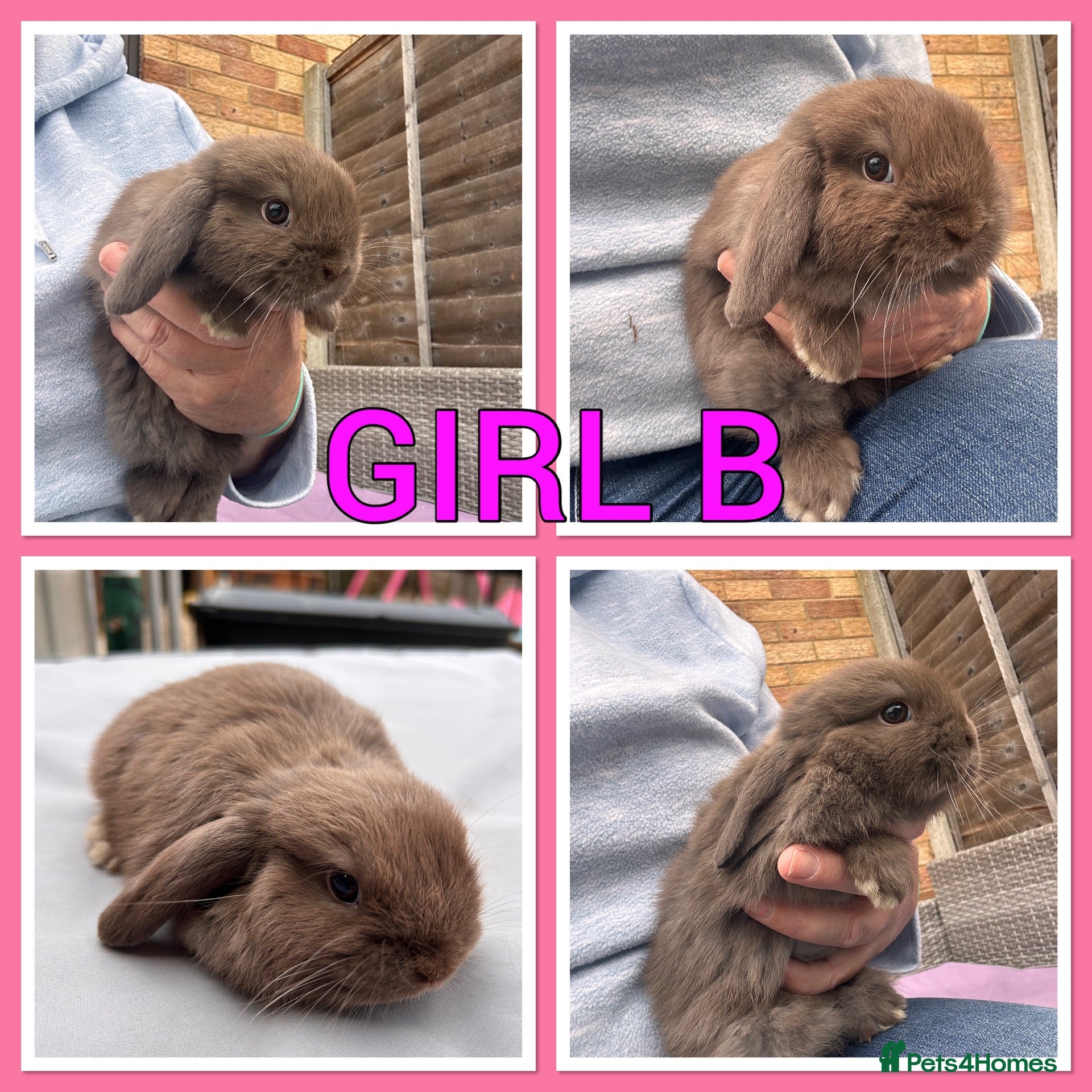 Mini Lop rabbits Mini lop babies  - Advert 1