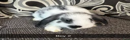 Mixed Breed rabbits for sale: Baby rabbits  - Advert 11
