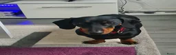 Miniature Dachshund dogs for sale: Two beautiful miniature Dacshund chocolate girls in Glasgow - Advert 1