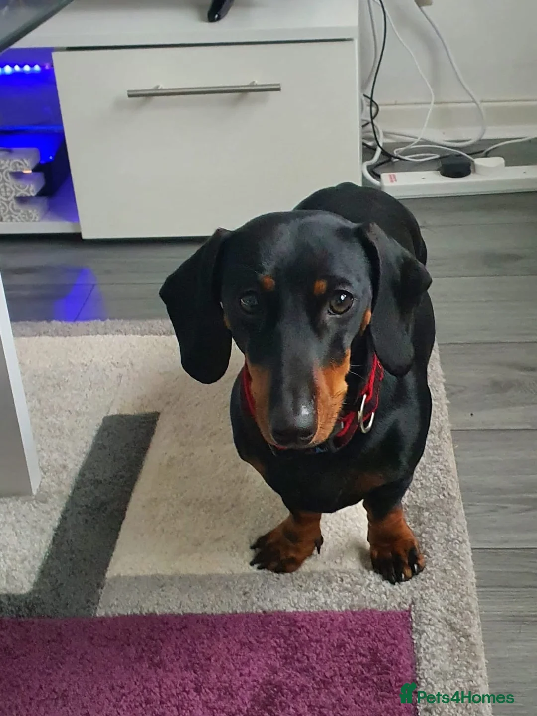 Miniature Dachshund dogs for sale: Two beautiful miniature Dacshund chocolate girls in Glasgow - Advert 1