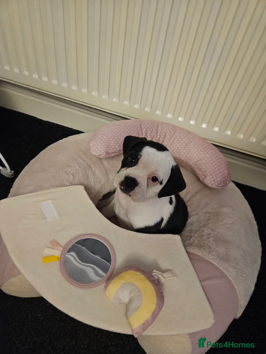 Olde English Bulldogge dogs for sale: Female olde tyme bulldog  - Advert 4