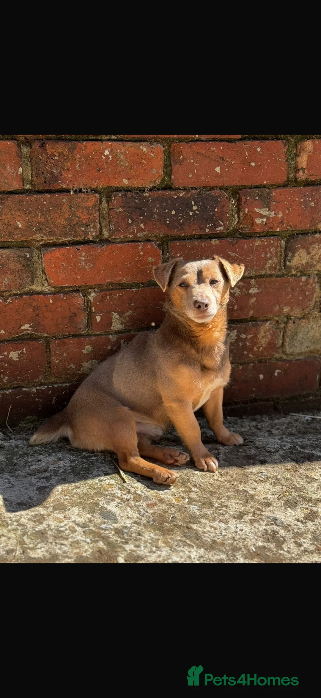 Jack Russell dogs for sale: Jack Russell puppy’s  - Advert 2