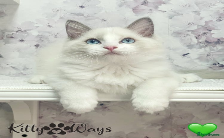 Ragdoll cats - Advert 3