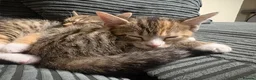 Mixed Breed cats for sale: 🐾LAST KITTEN AVAILABLE🐾 in Ashford - Advert 8
