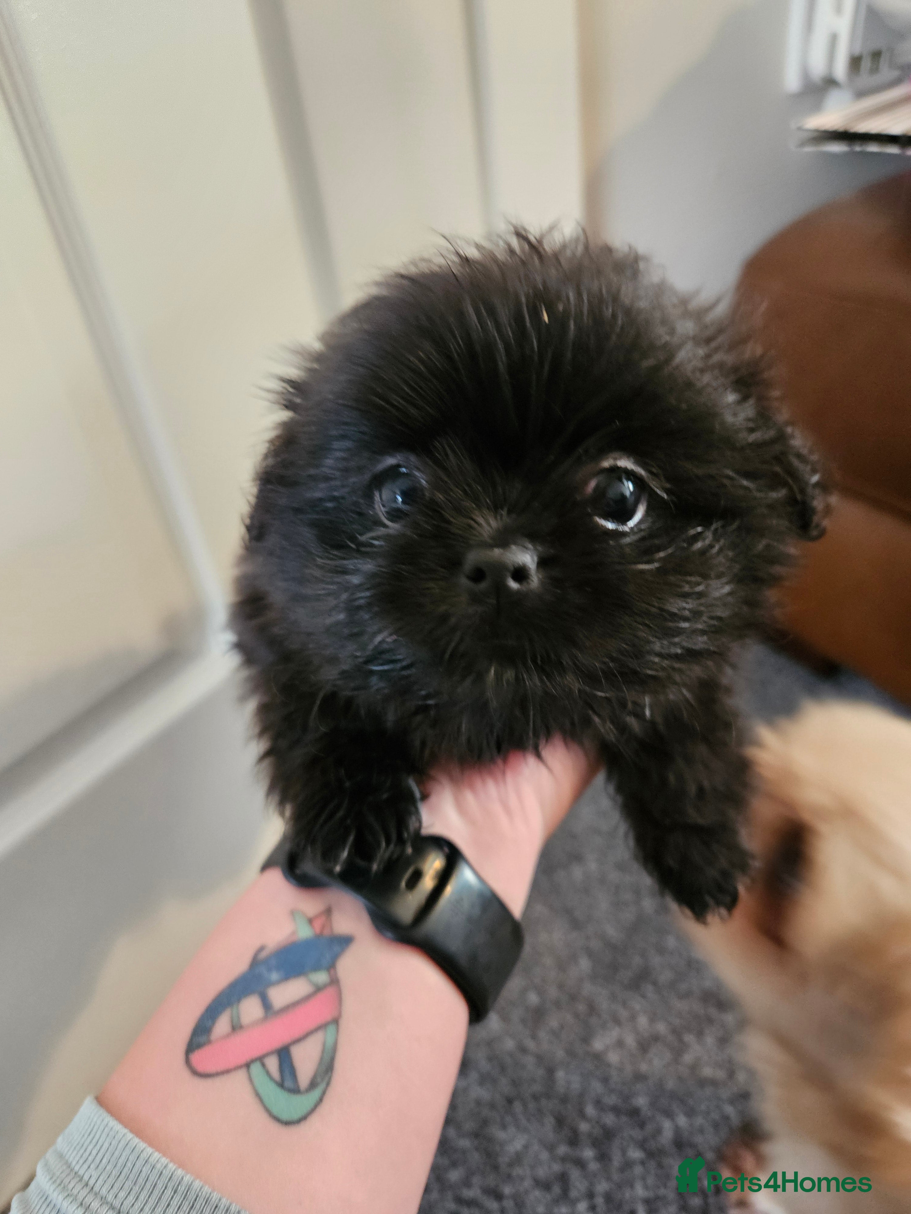 Mixed Breed dogs Health checked,quality pomeranian and shitzu cross - Advert 2