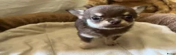 Chihuahua dogs for sale: Chihuahua puppies with blue and green eyes 2 m & 2 - Advert 22