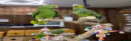 Parrots birds for sale: Baby amazon  - Advert 6
