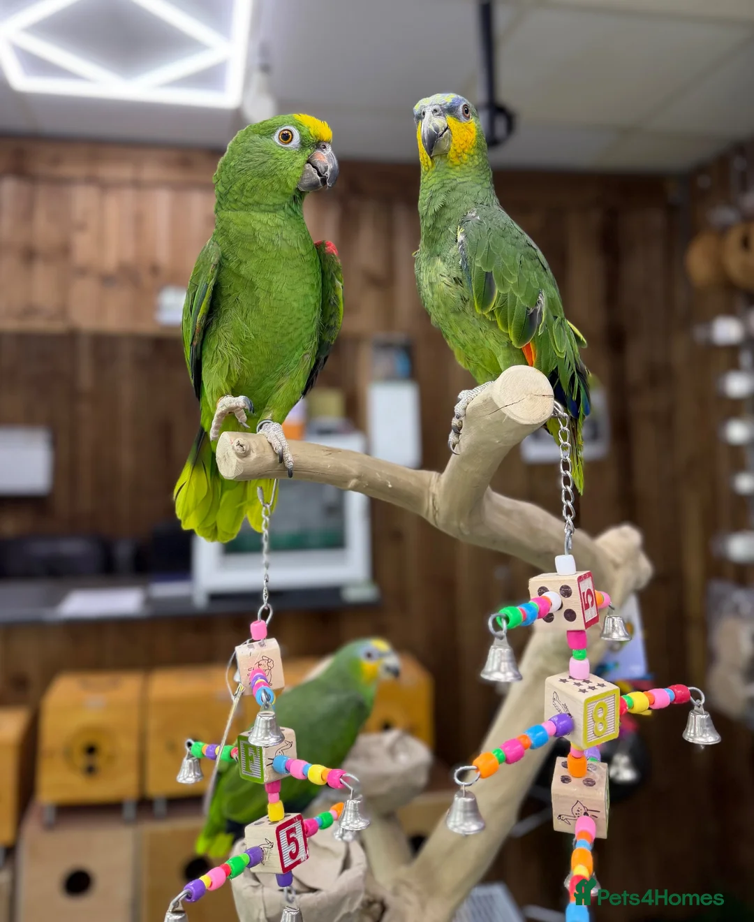 Parrots birds for sale: Baby amazon  - Advert 6