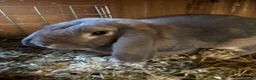 Mini Lop rabbits for sale: Mini lop in Wickford - Advert 4