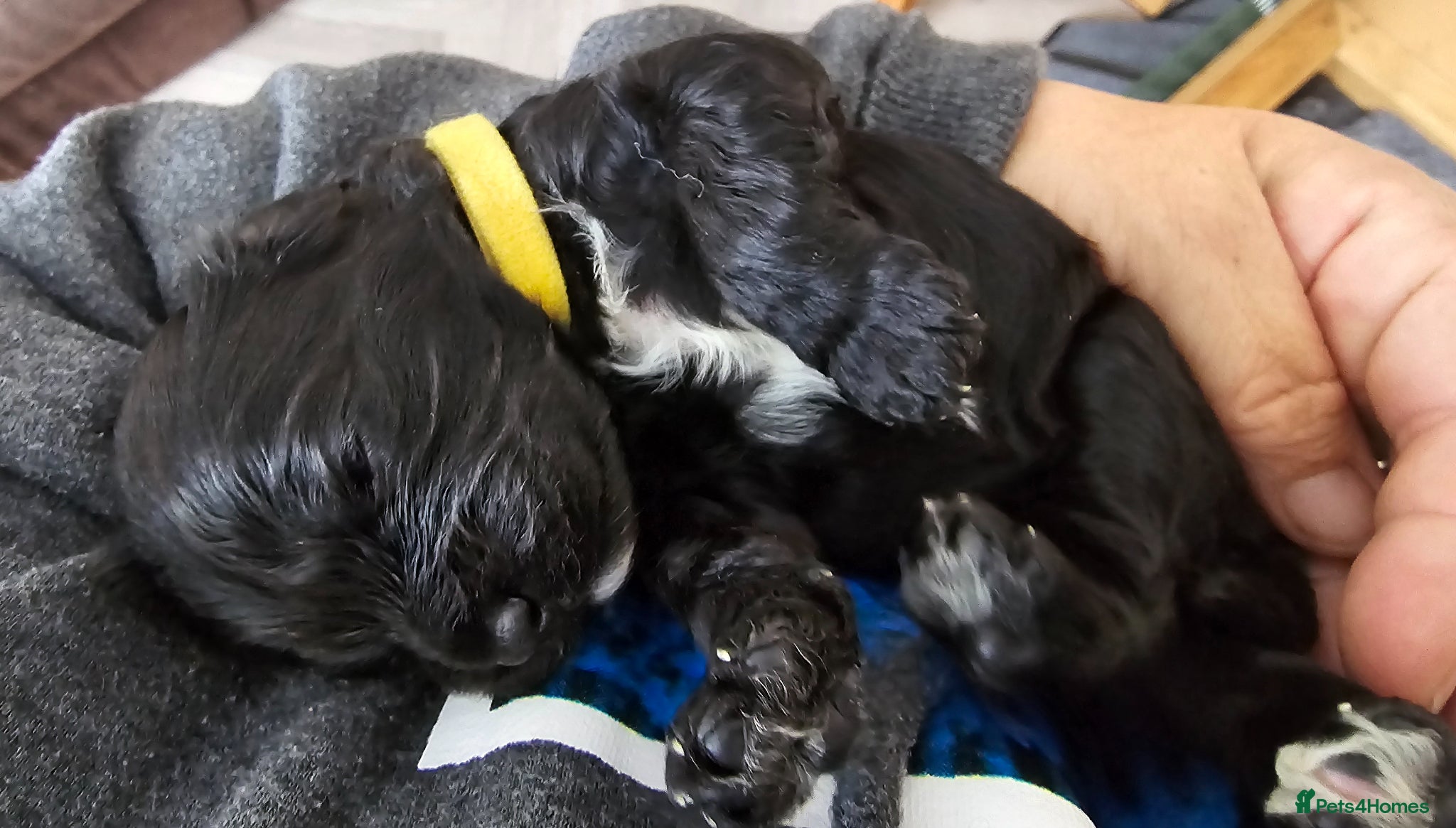 Cavapoo dogs Cavapoo miniature F1 - fully health tested - Advert 1