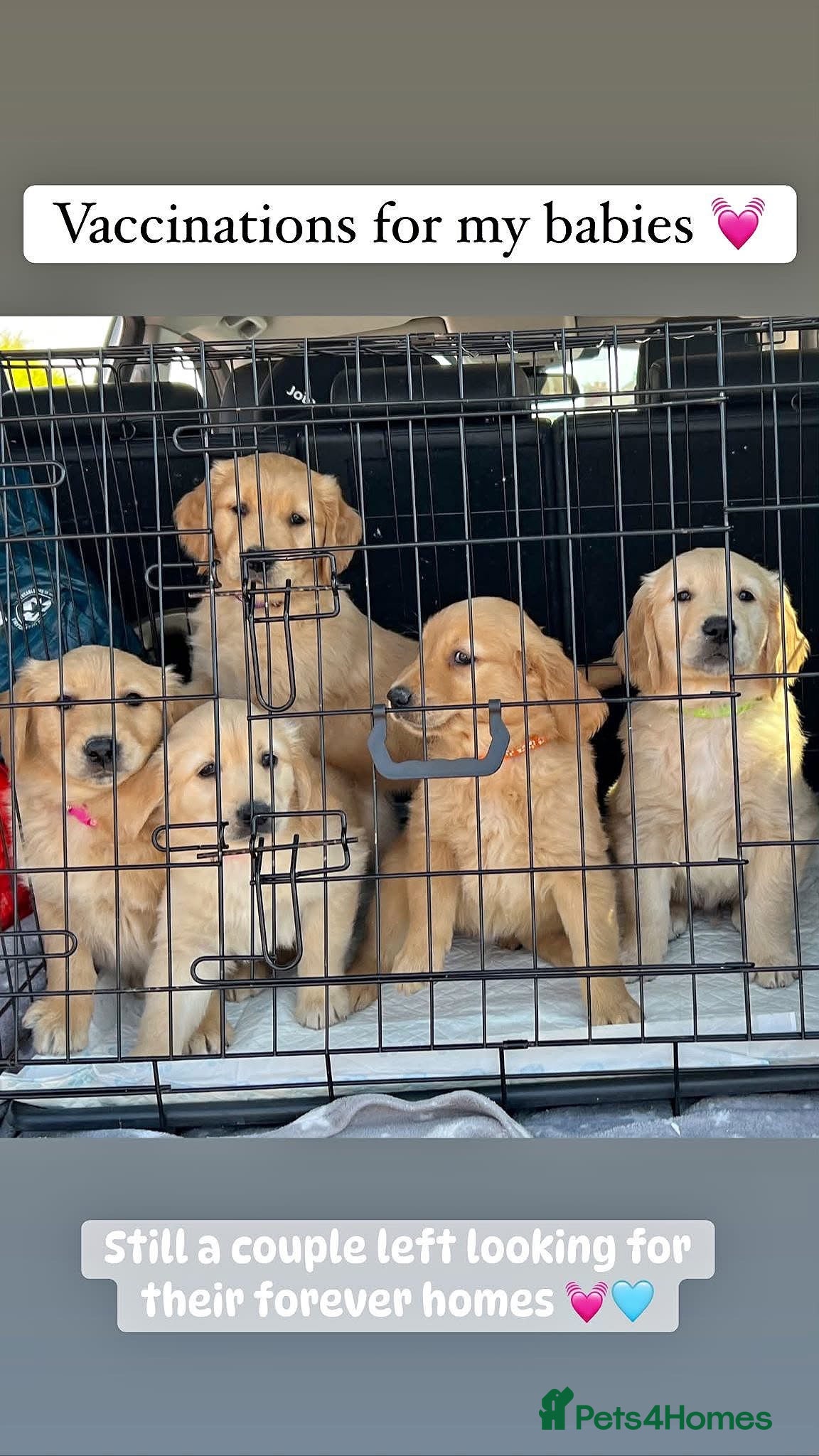 Golden Retriever dogs Kc extensively health tested boys and girls  - Advert 2