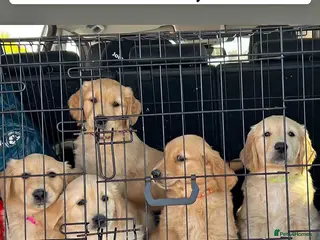 Golden Retriever dogs Kc extensively health tested boys and girls - Advert 2